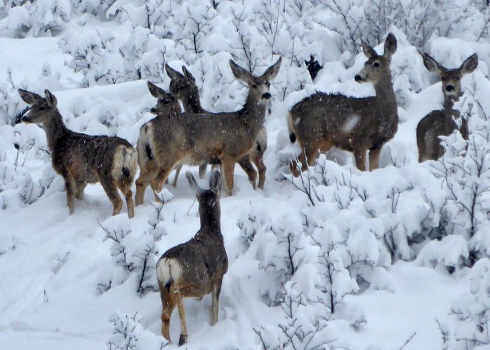 Seven mule deer in Zion National Park, Utah